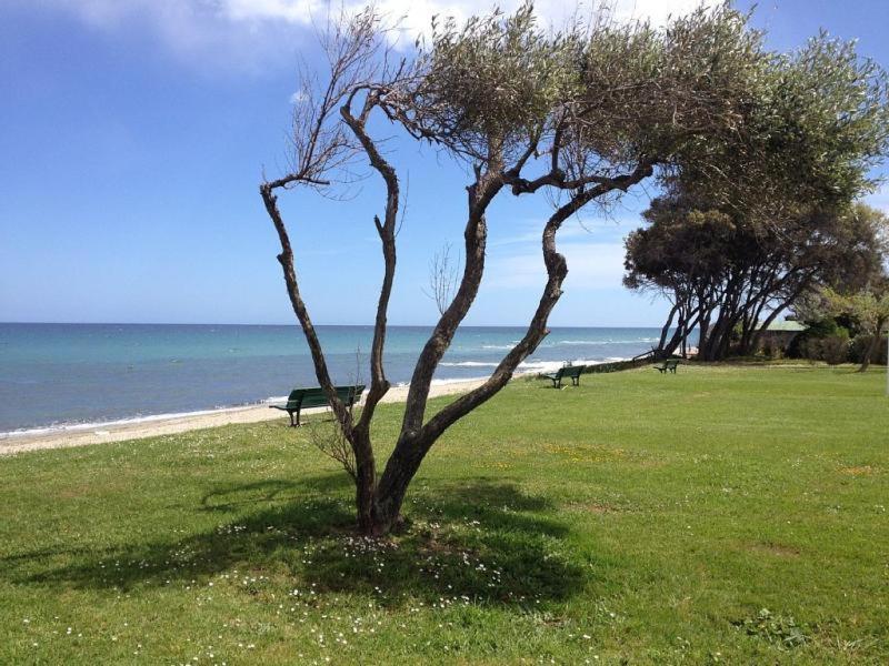 Studio A 100M De La Plage Et De La Piscine Cervione Exteriér fotografie